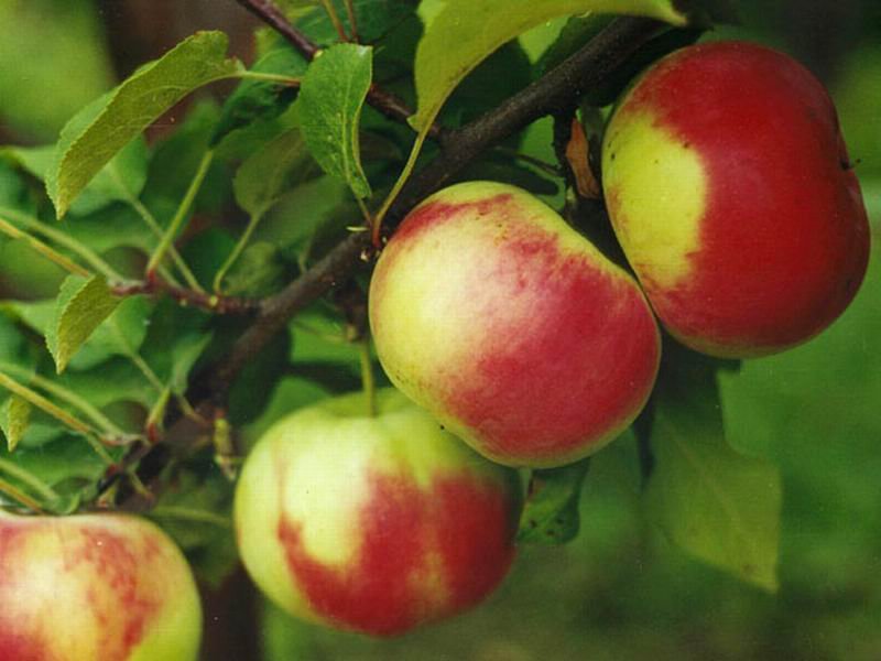 Сорт яблок брянское сладкое в Кромские сады Орловской области